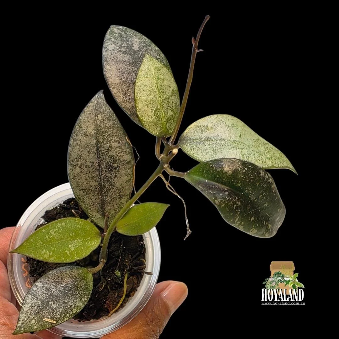 Hoya walliniana silver b (3).jpg