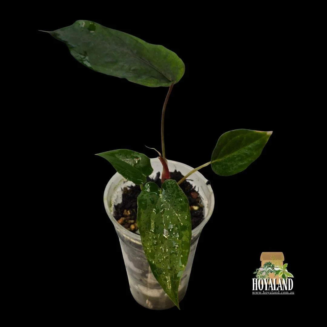 Anthurium midnight velvet (5).jpg