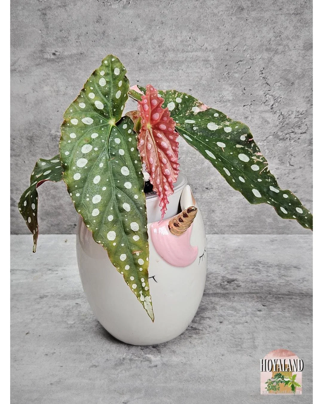 Begonia maculata wightii var (7).jpg