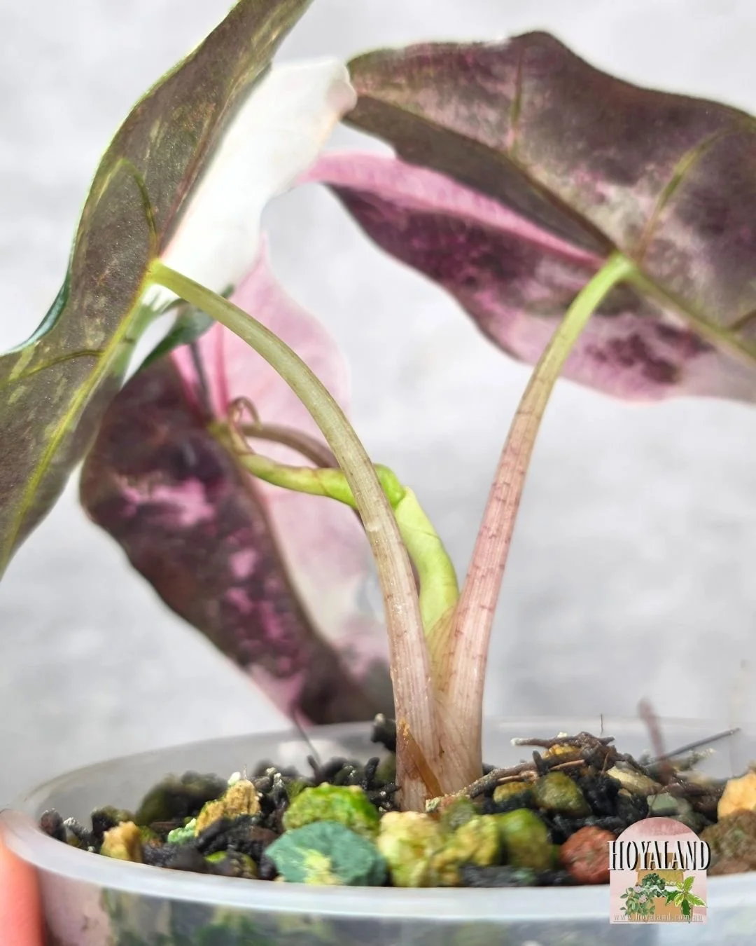 Alocasia Amazonica non tc corm B (4).jpg