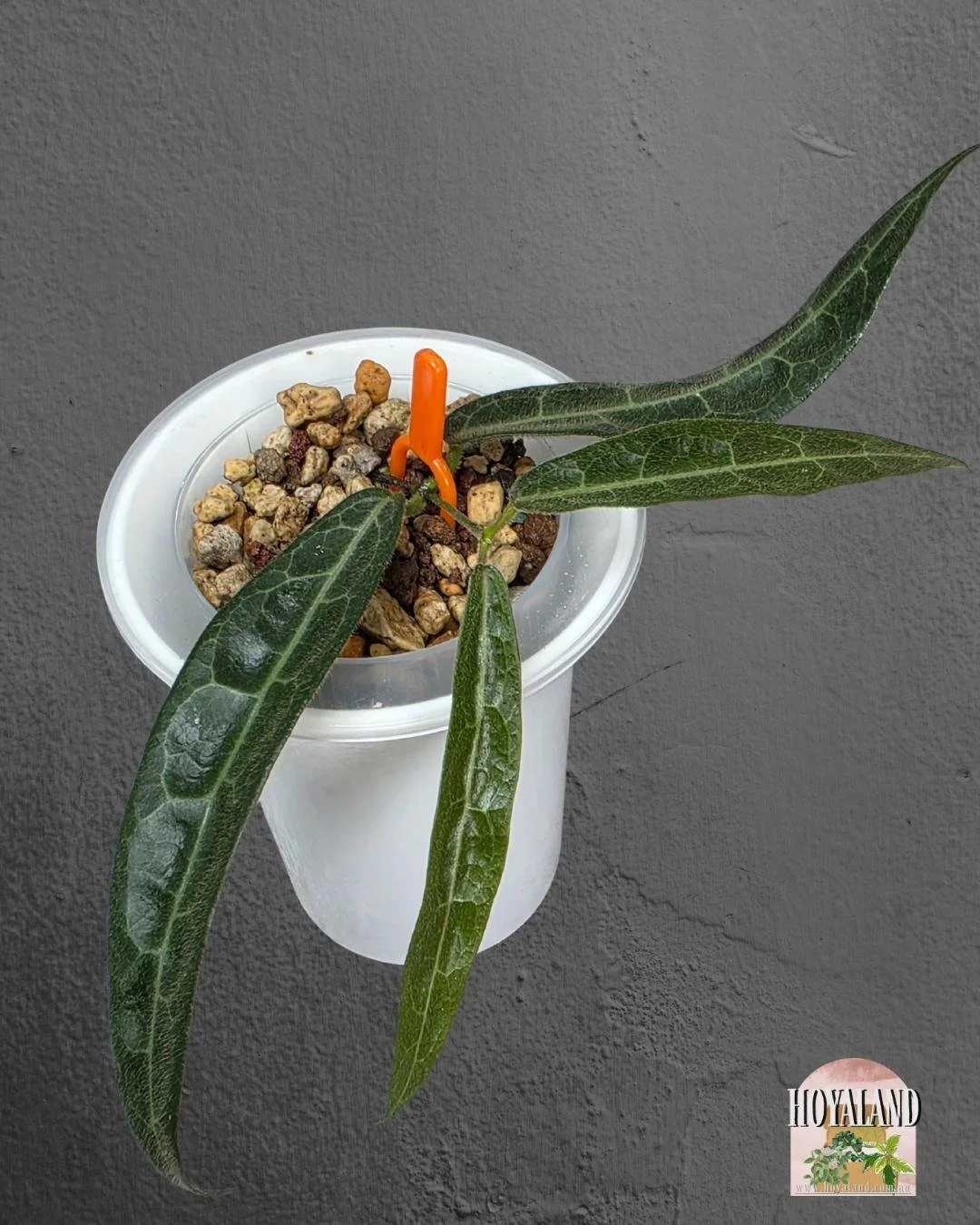 Hoya hypolasia indo (3).jpg