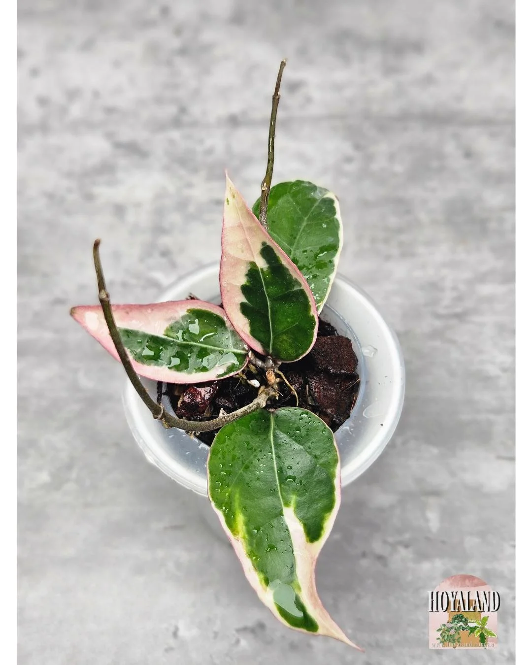 Hoya sp Panglay Albo.jpg