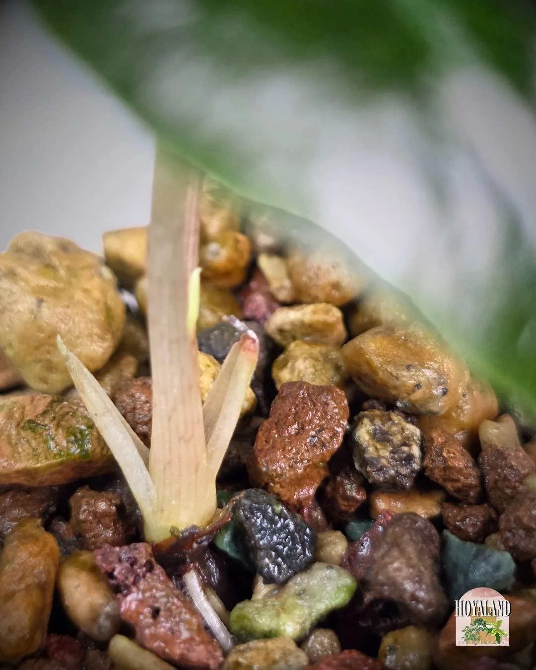 Alocasia venom corm (2).jpg