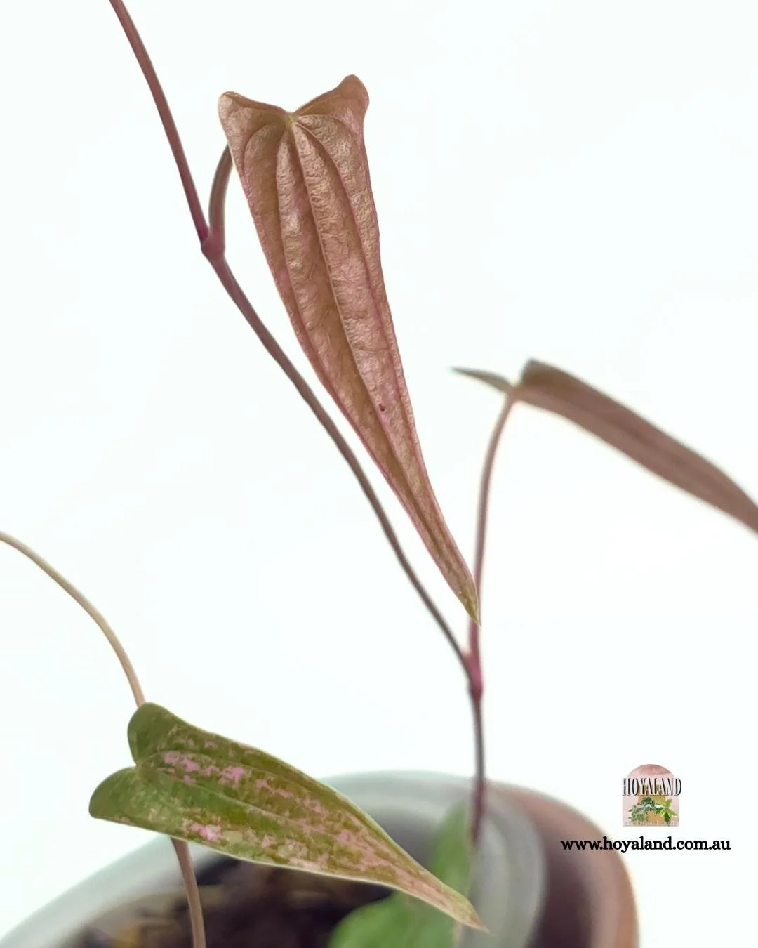 Dioscorea pixel (4).jpg