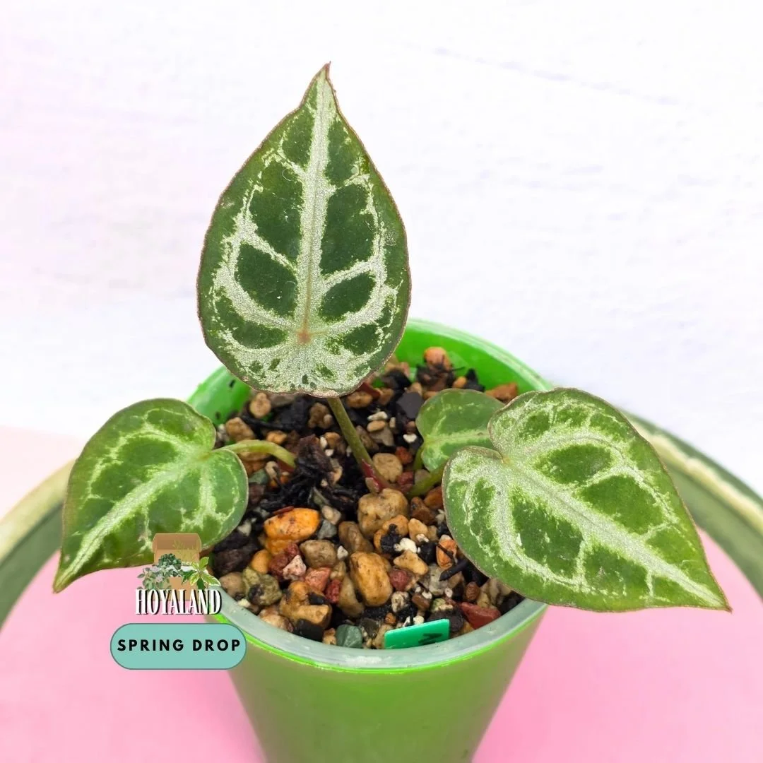 Anthurium 'Diamond Forgetii' S1 (Diamond Shield – First Release Breeder's Selection)