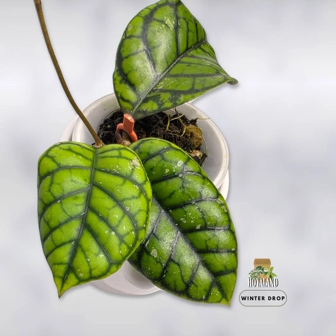 Established Hoya callistophylla Chibi showing cute round chubby leaves with deep geometric veining