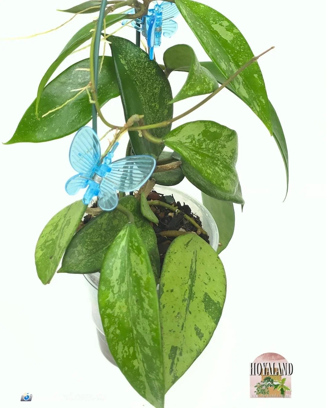 🌞 Hoya Cui Snow XQ  | Large 🩷