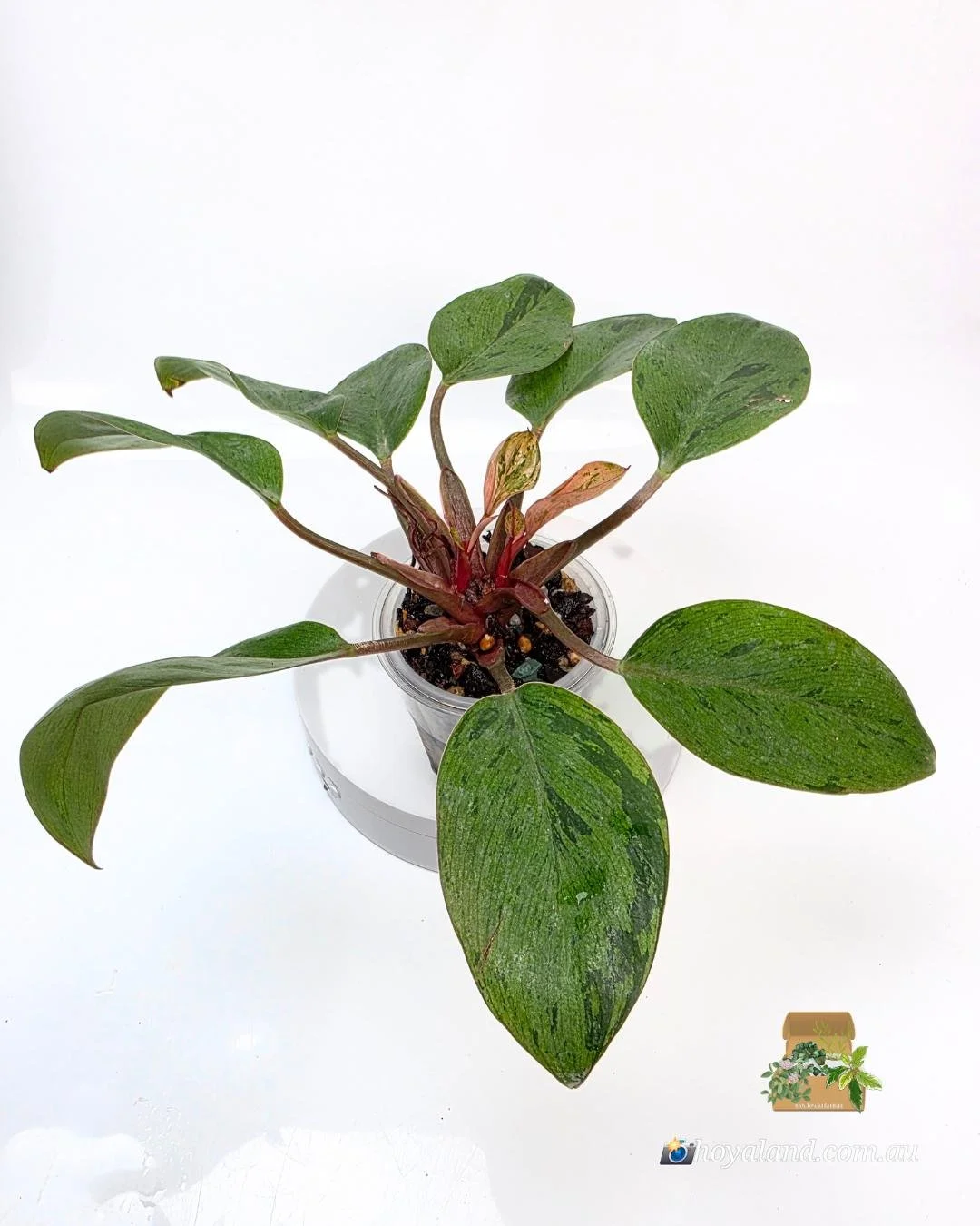 Philodendron dwarf red congo mint (5).jpg