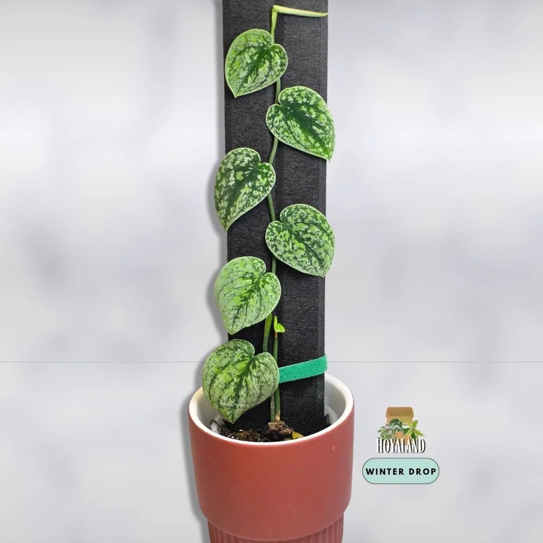 Established Scindapsus Tricolour Dark Form showing large shingling silver and deep slate leaves