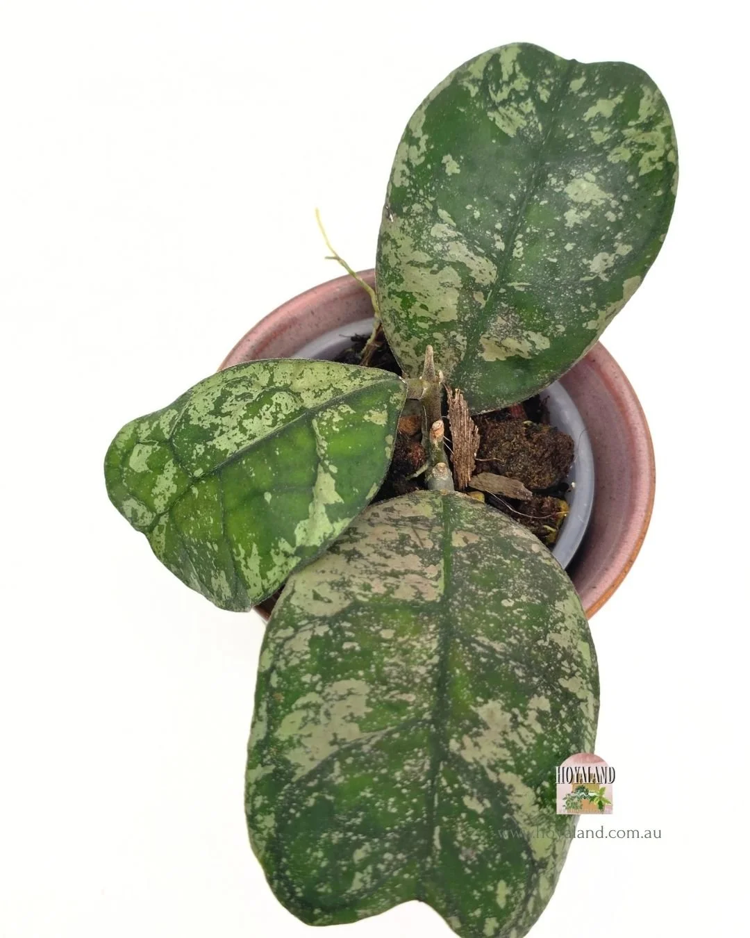 Hoya deykeai morning dew a (2).jpg