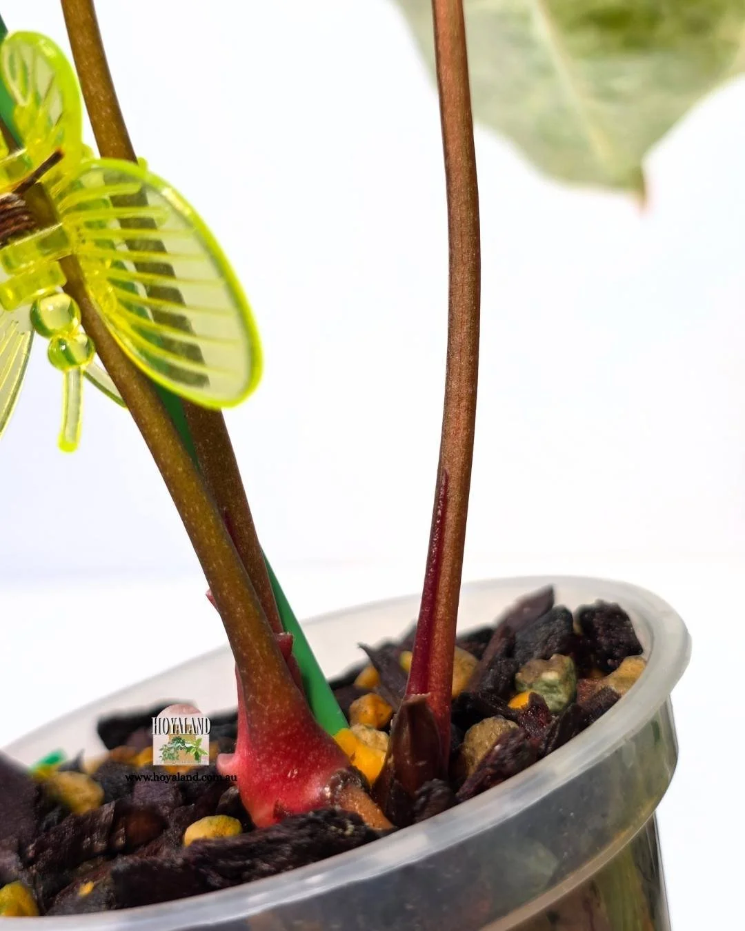 Anthurium platinum (7).jpg