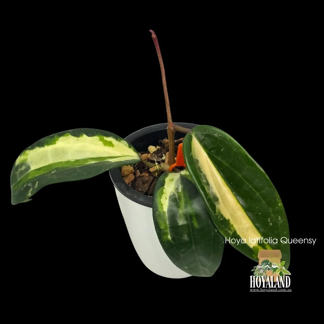 Hoya latifolia Queensy.jpg