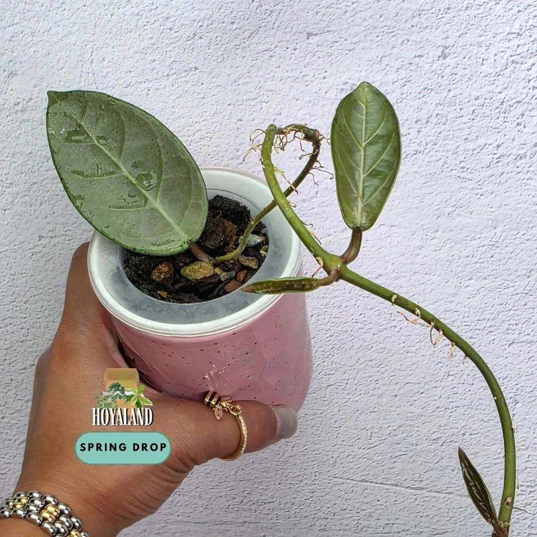 Established tip cutting of Hoya sp Lai Chau Silver showing dense metallic silver overlay, carved geometric veins, and purple-pink sunstressing