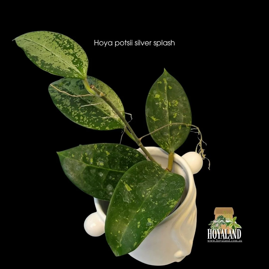 Secure a rooted Hoya potsii Splash in Australia. Thick, structural leaves with dense, shimmering silver speckling. Premium winter shipping.