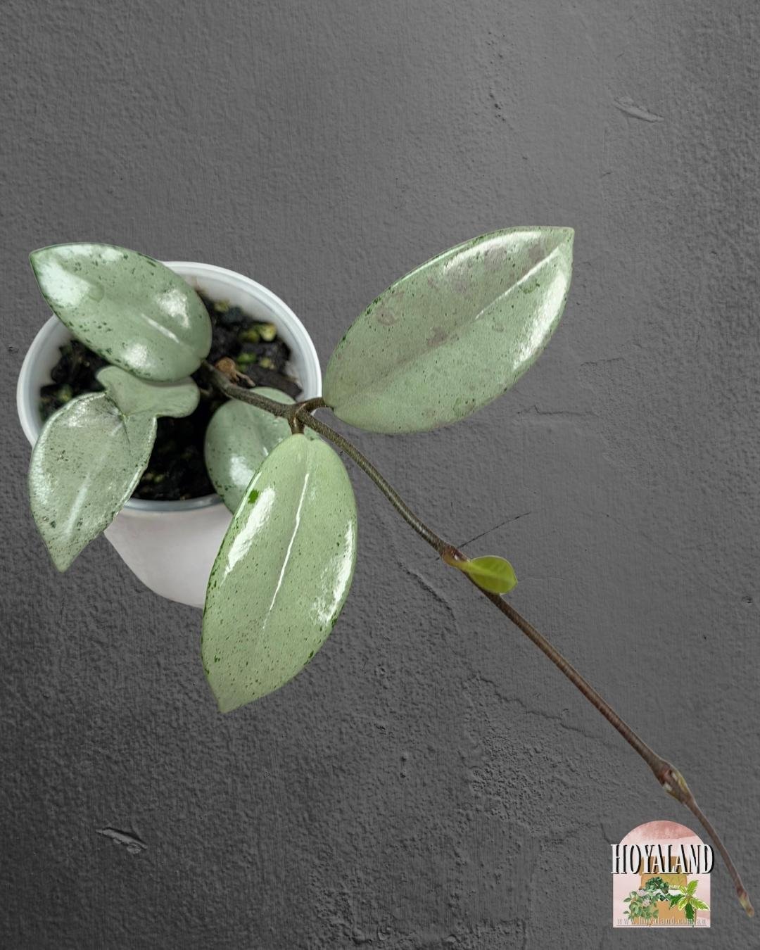 Hoya wilbur graves super silver (2).jpg