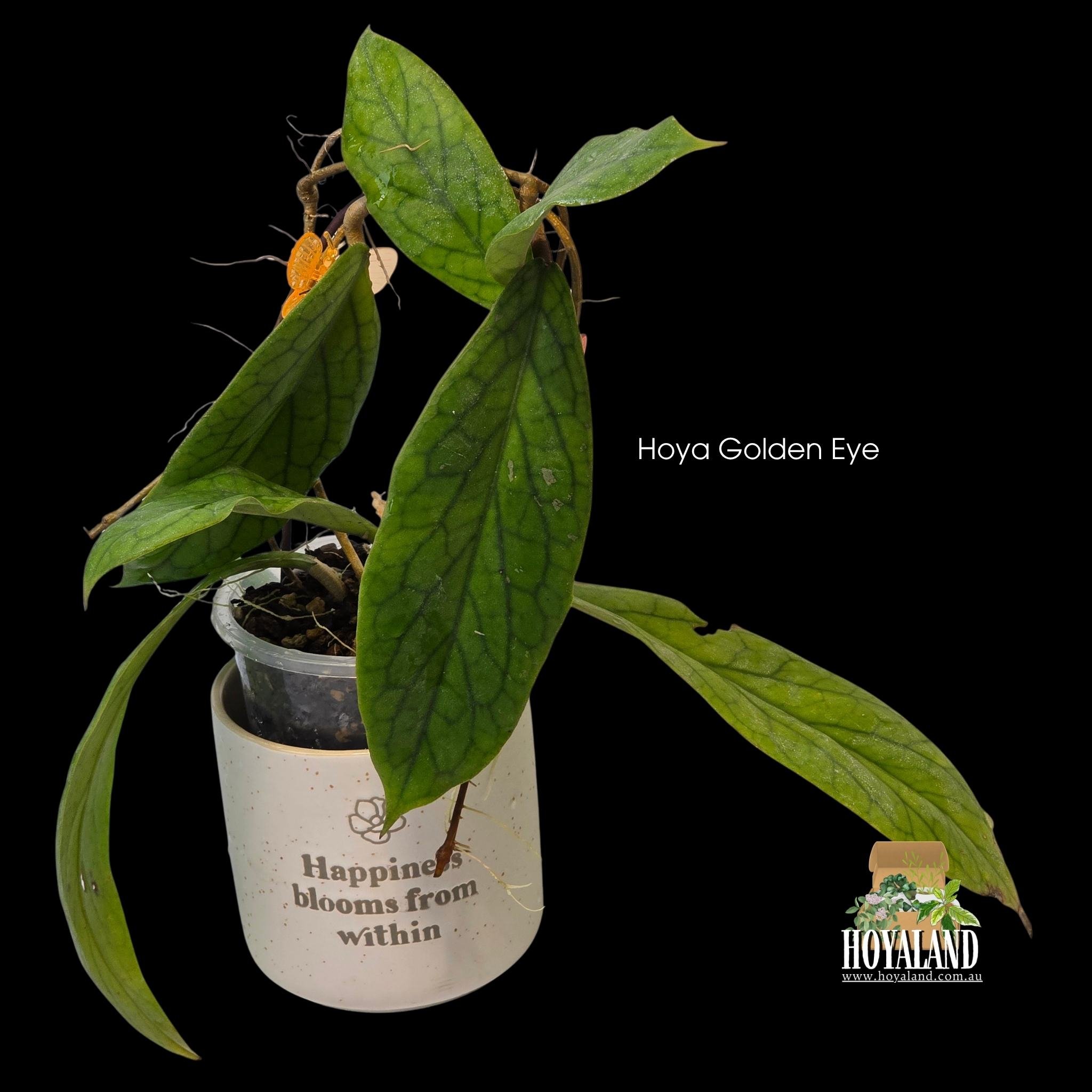 ⛄ Large leaf hybrid Hoya (eryrthrina x incrassata) Golden Eye B