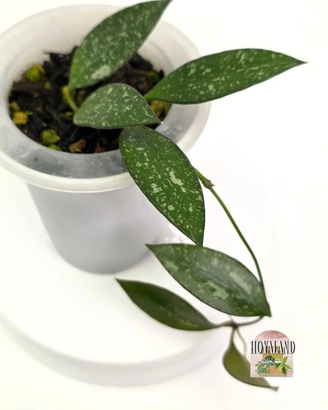 🌞 Hoya Rosita splash | Rare Small Leaf Plant 🎇