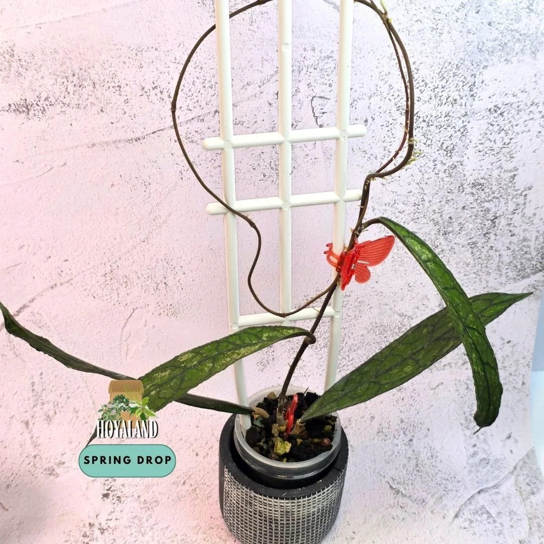 Hoya clemensiorum dark form (7).jpg