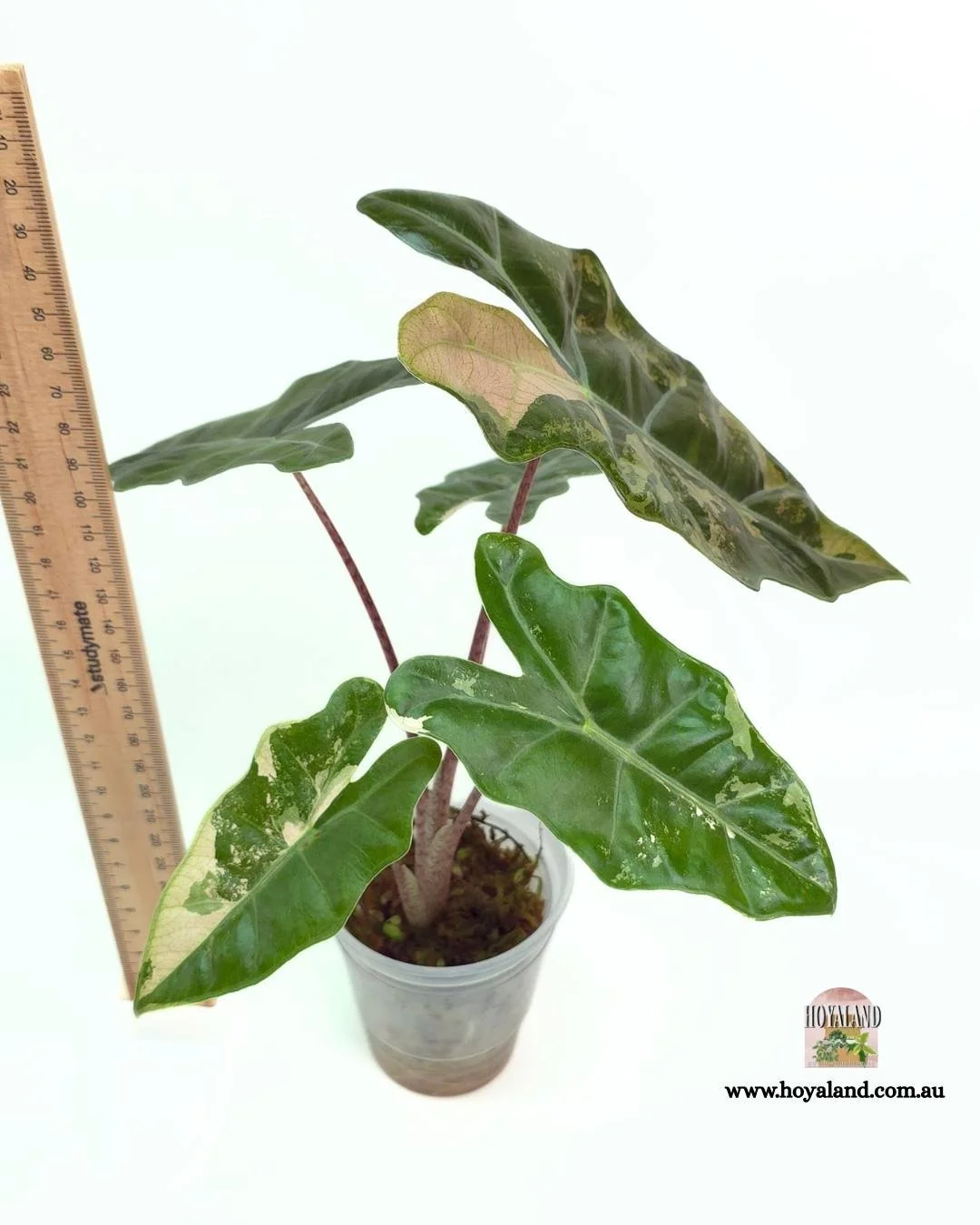 Alocasia pseudo sanderiana pink (8).jpg