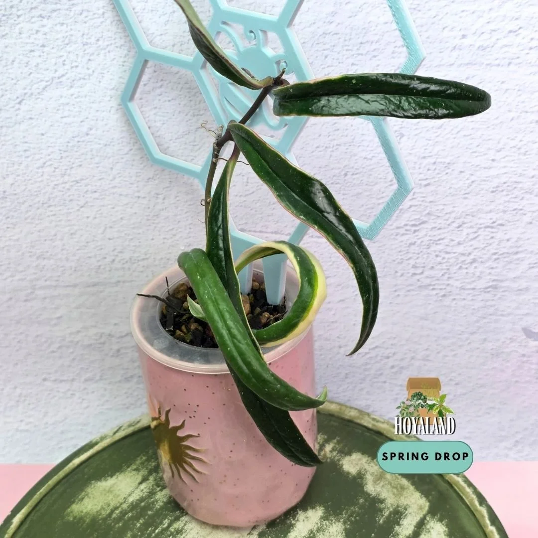 Hoya sulawesiana albo (7).jpg