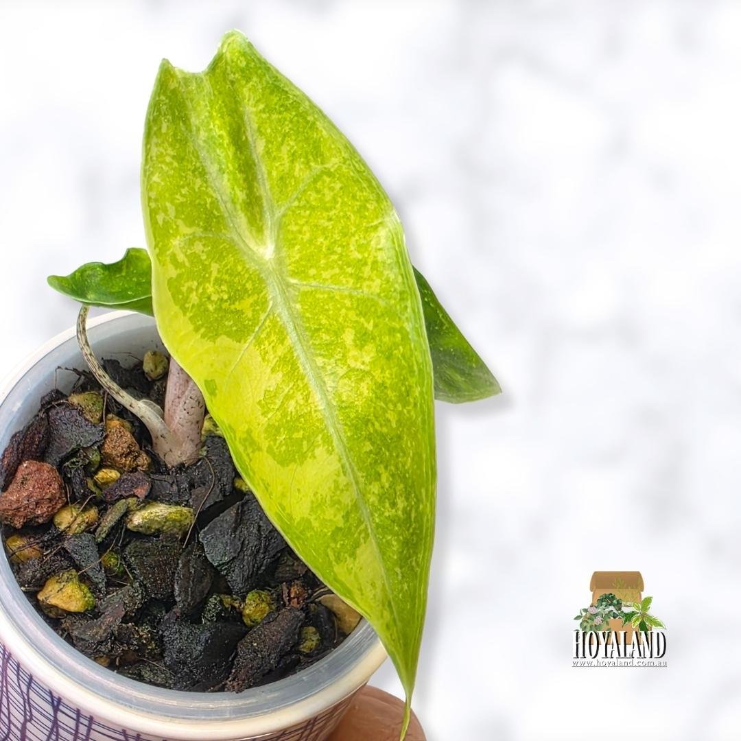 ⛄  Alocasia Longiloba Lemon Mint aka Forest