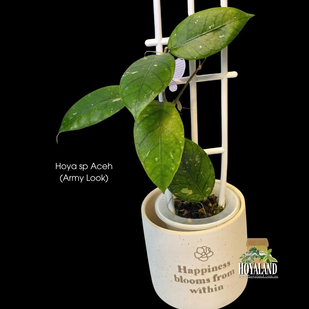 'Army Look'. Rounder central leaf with tapering pointy leaves and unique splashing. Prominent veins add to its appeal.
