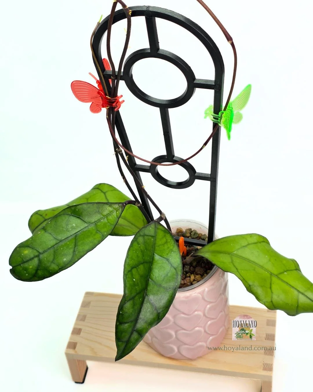 Hoya finlaysonii Tabalong (3).jpg