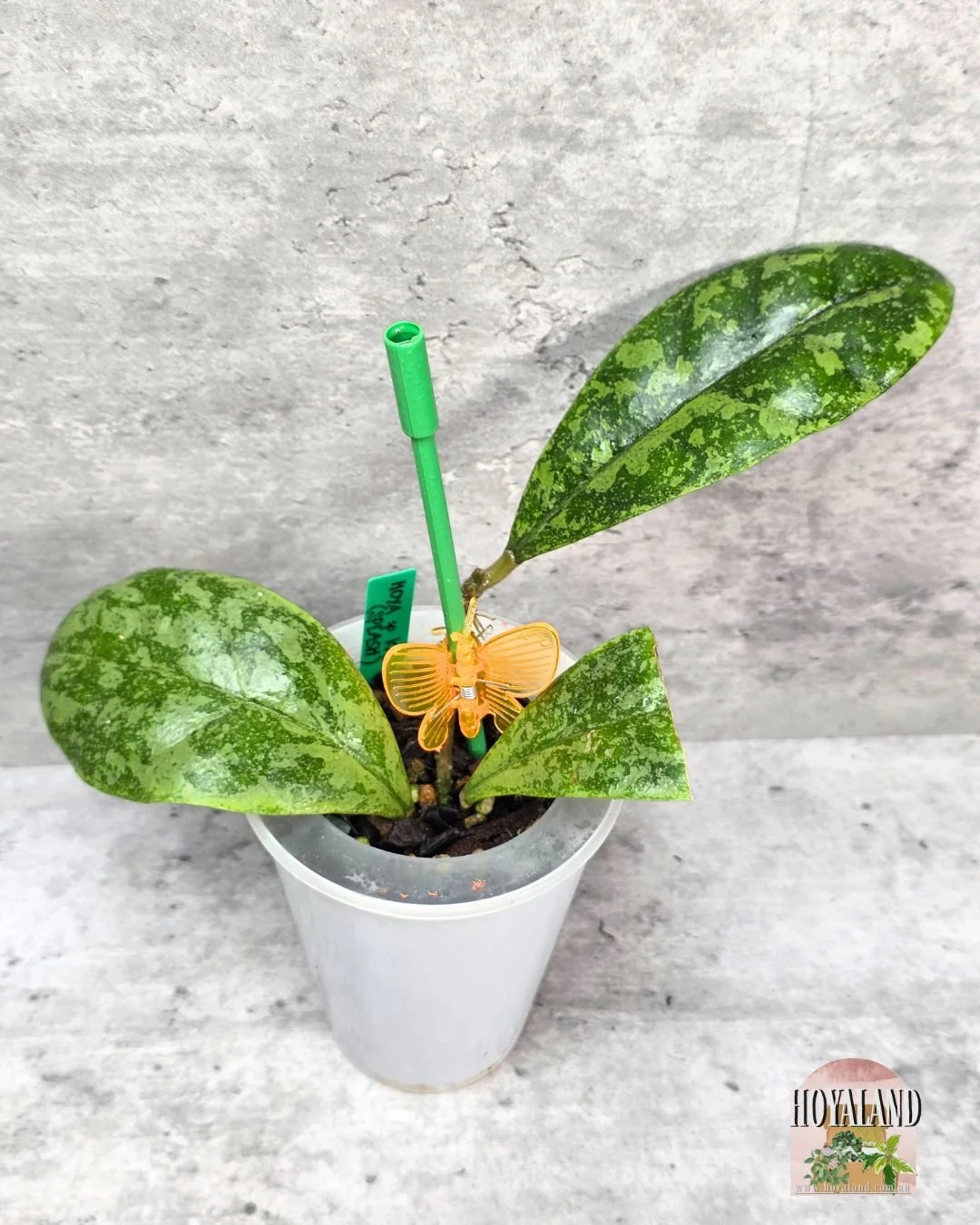 Hoya sp Kalbar splash (3).jpg