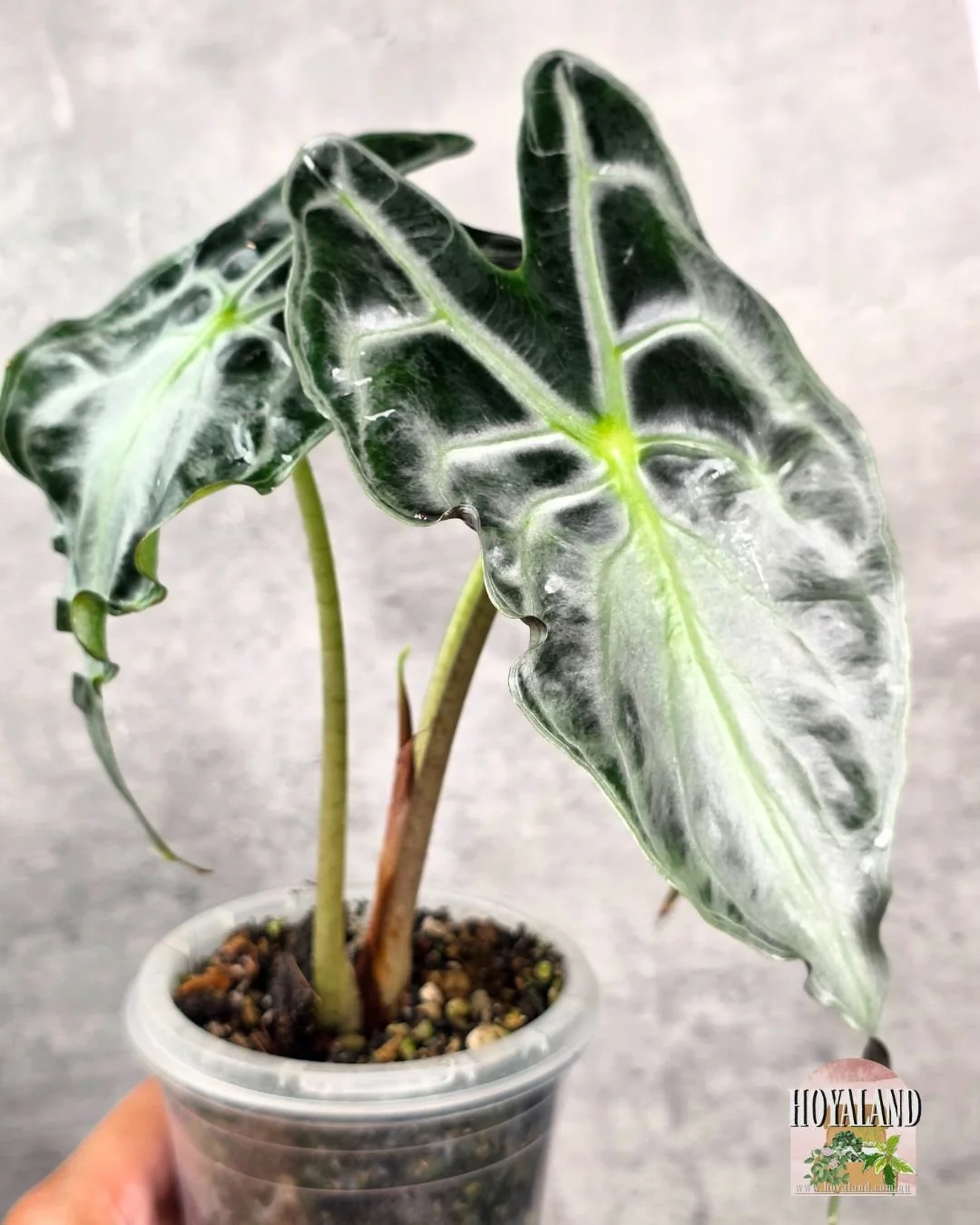 Alocasia venom.jpg