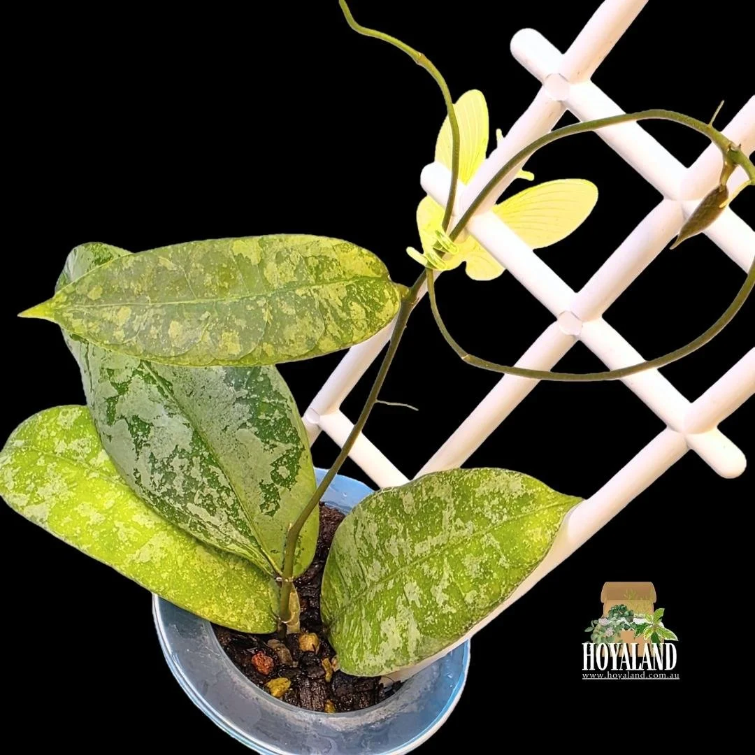 Hoya aff lambii silver (2).jpg