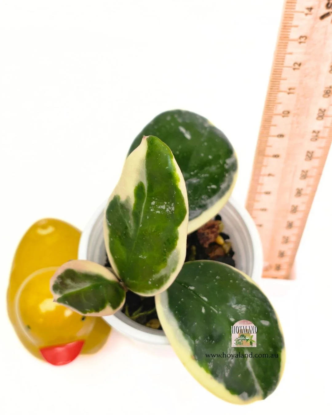🍂 Hoya obovata albo Amelia | Small
