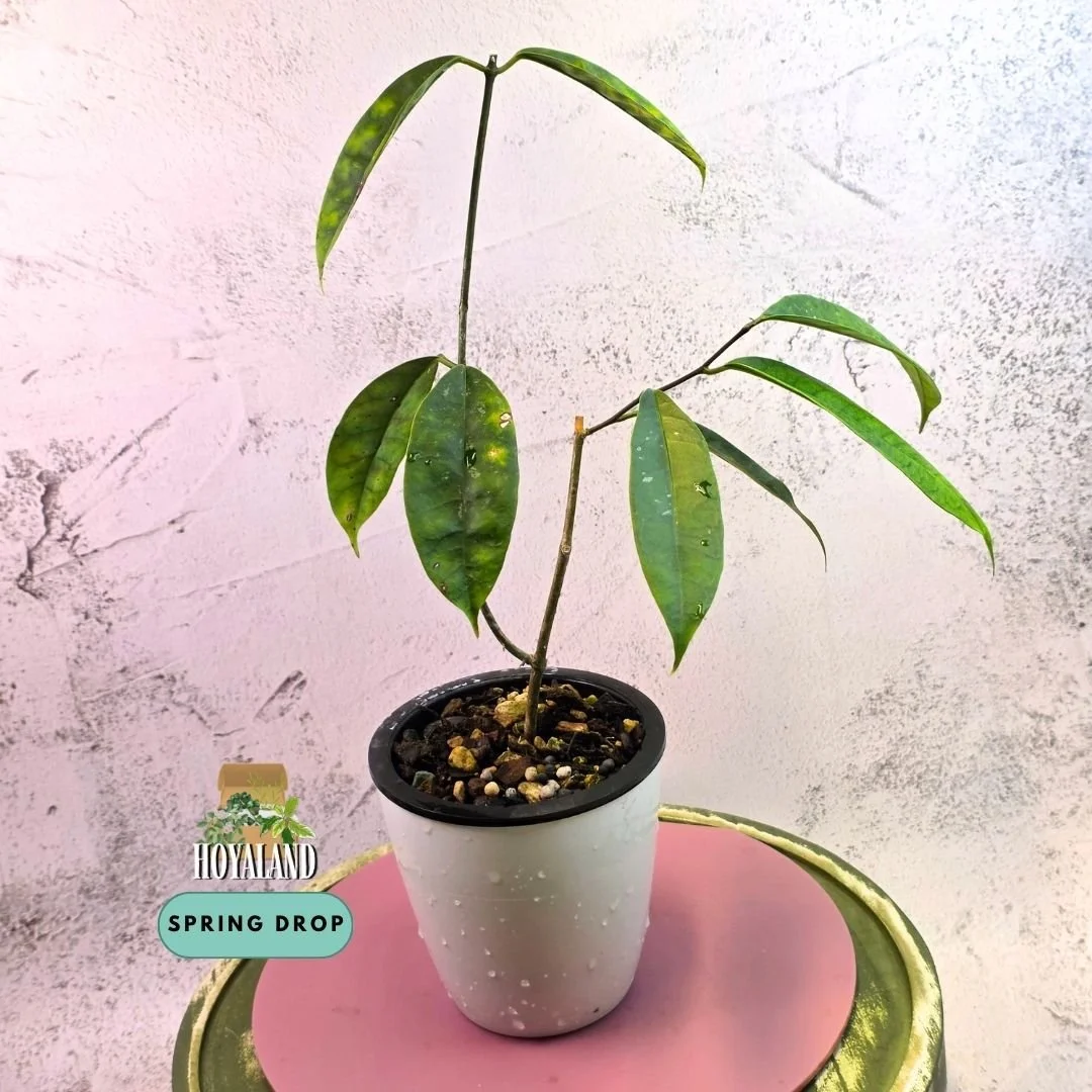 Hoya mappigera pink.jpg
