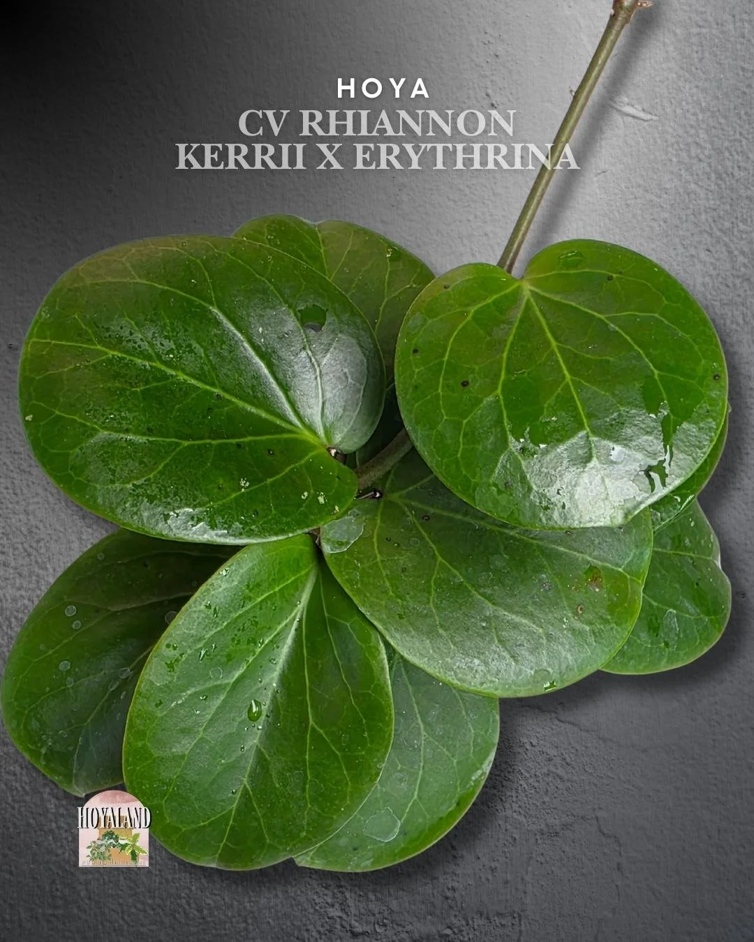 🌞 Hoya cv. Rhiannon - Kerrii x Erythrina Hybrid  Large 🎇