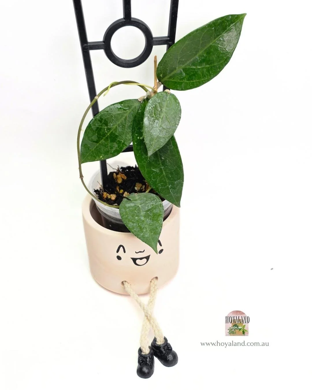 Hoya sumbawa (8).jpg