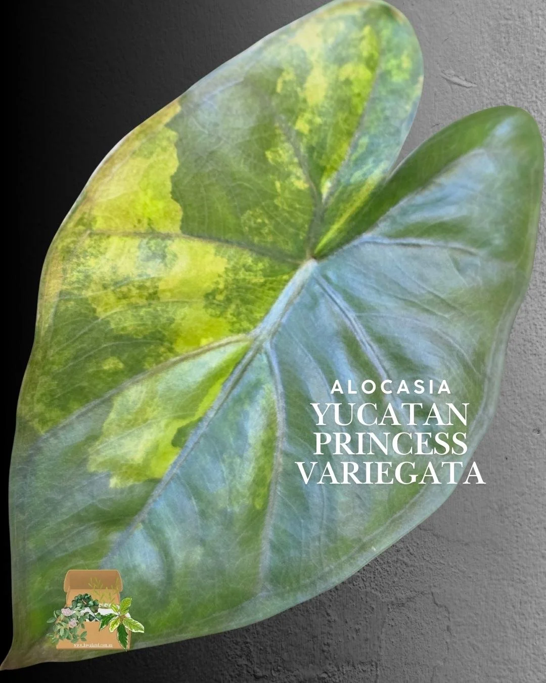 🌞 Alocasia Yucatan Princess Variegata Corm Grown (Non-TC) 🎇
