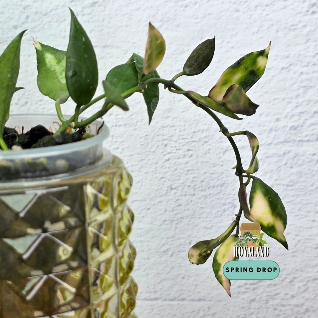 Hoya lacunosa cianjur (4).jpg