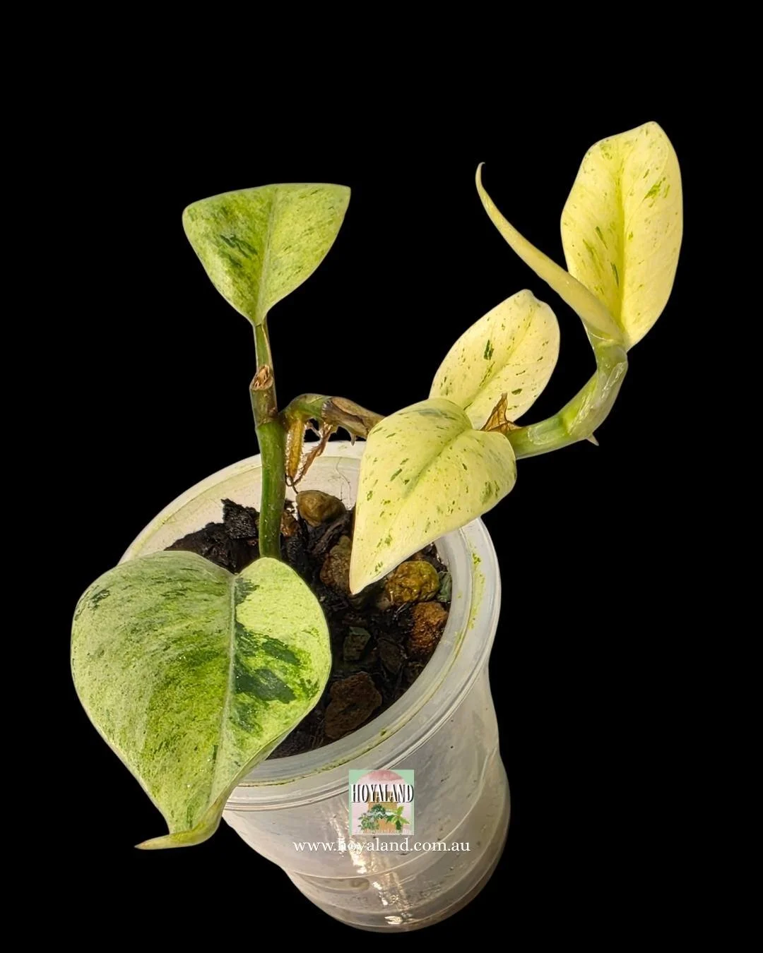 Raphidophora elliptifolia (4).jpg