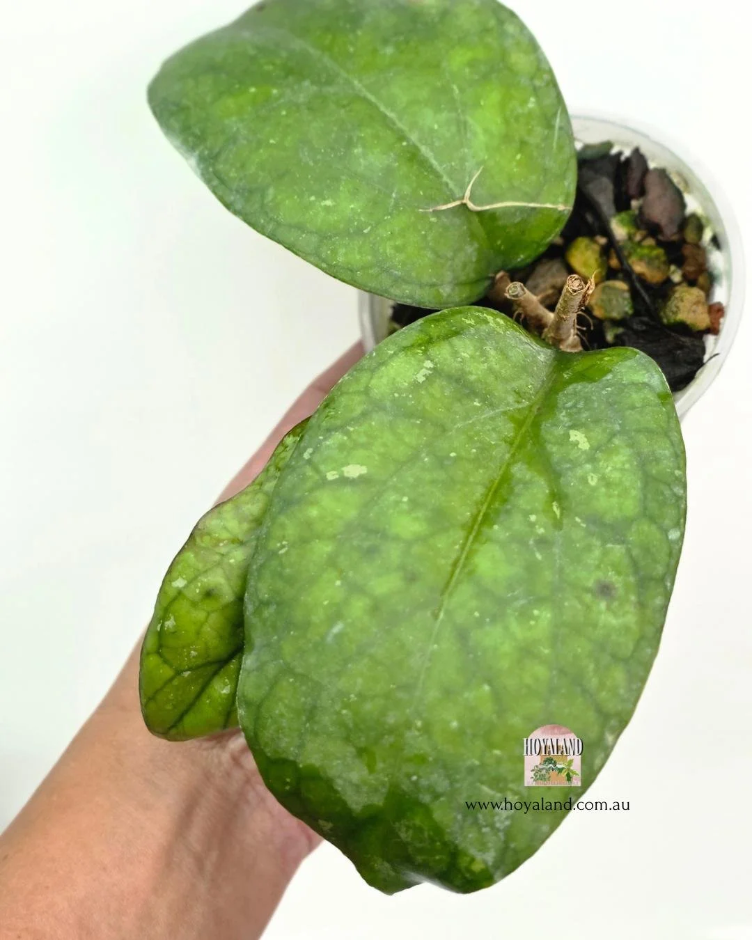 Hoya elephant C.jpg