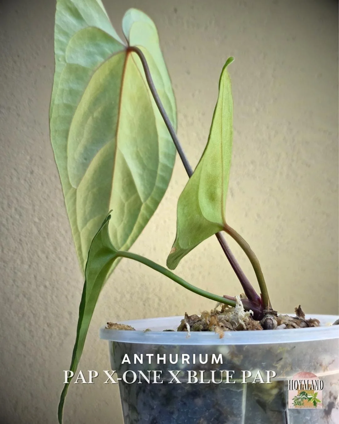 Anthurium papx1 x bluepap (3).jpg