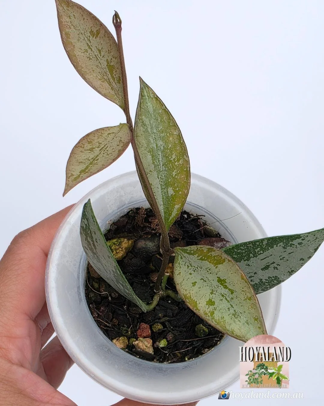 Hoya Rosita Silver  (Wayetii x Aff. Burtoniae)  🌞 🍂