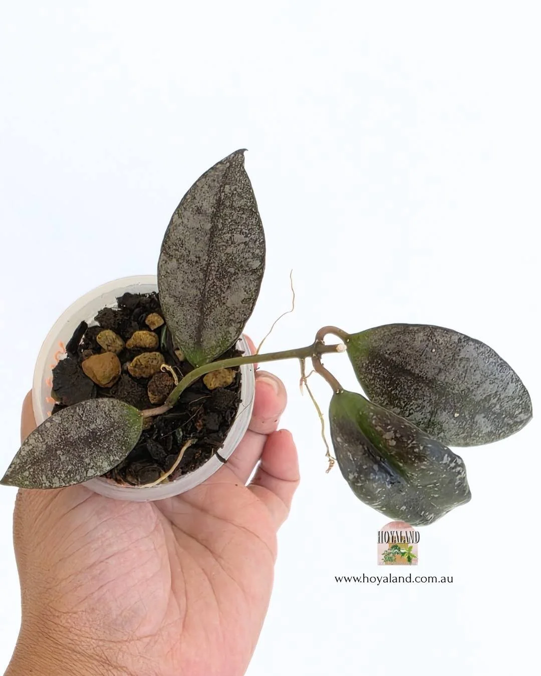Hoya walliniana silver 2 (3).jpg