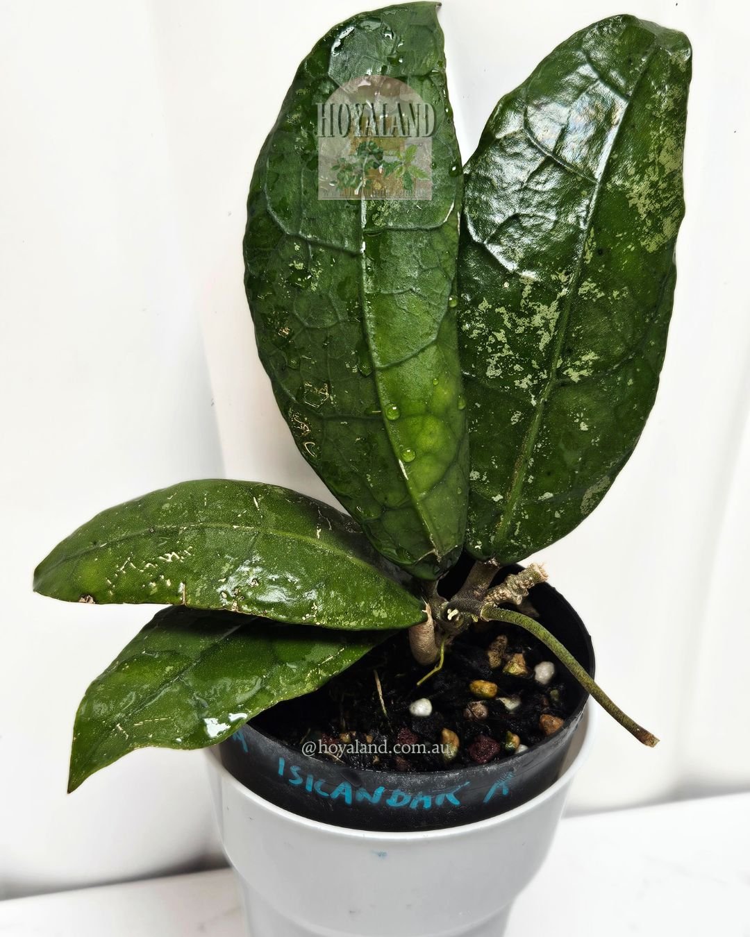 Hoya lata iskandar clone a (3).jpg
