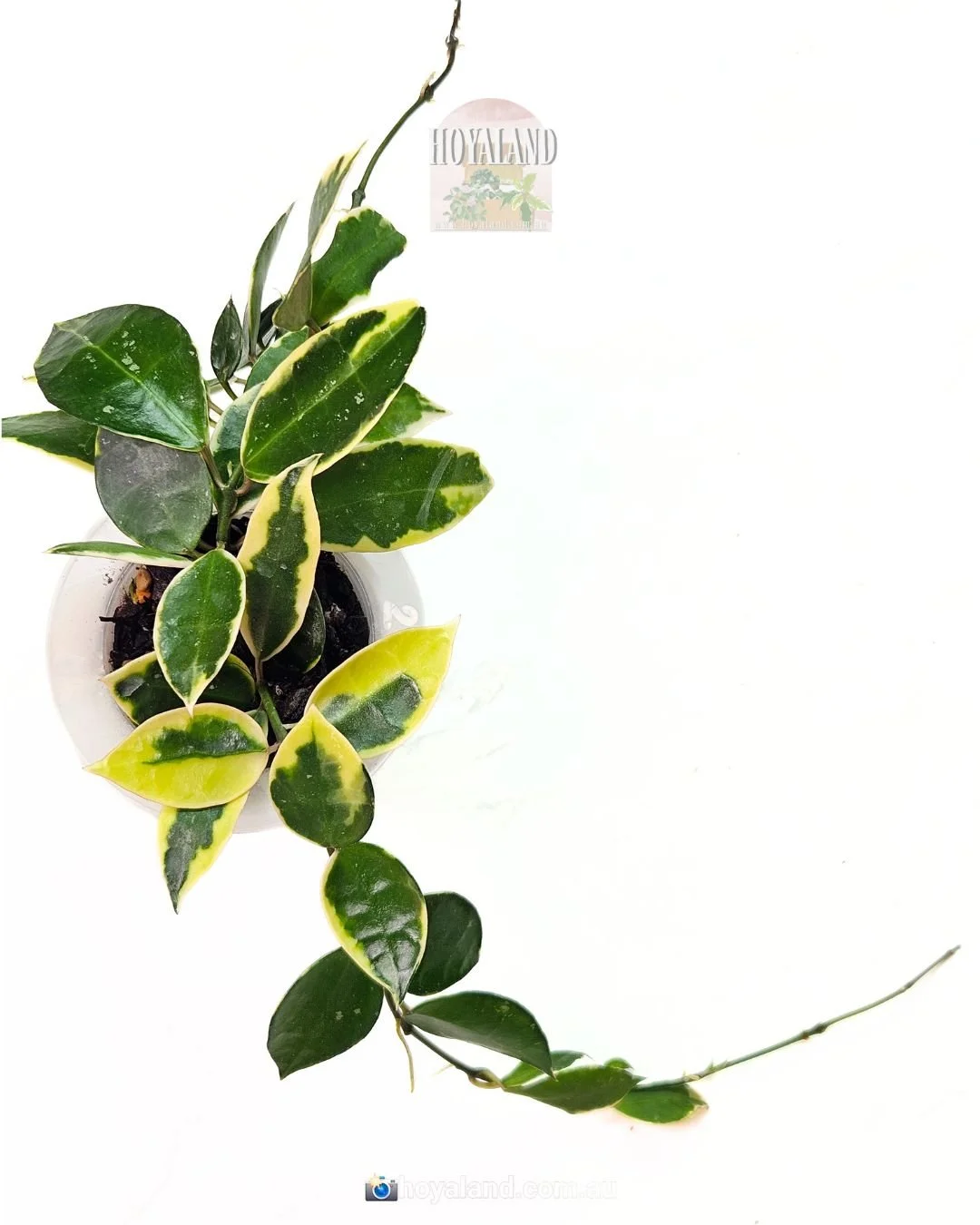 Hoya lacunosa wonosobo (1).jpg