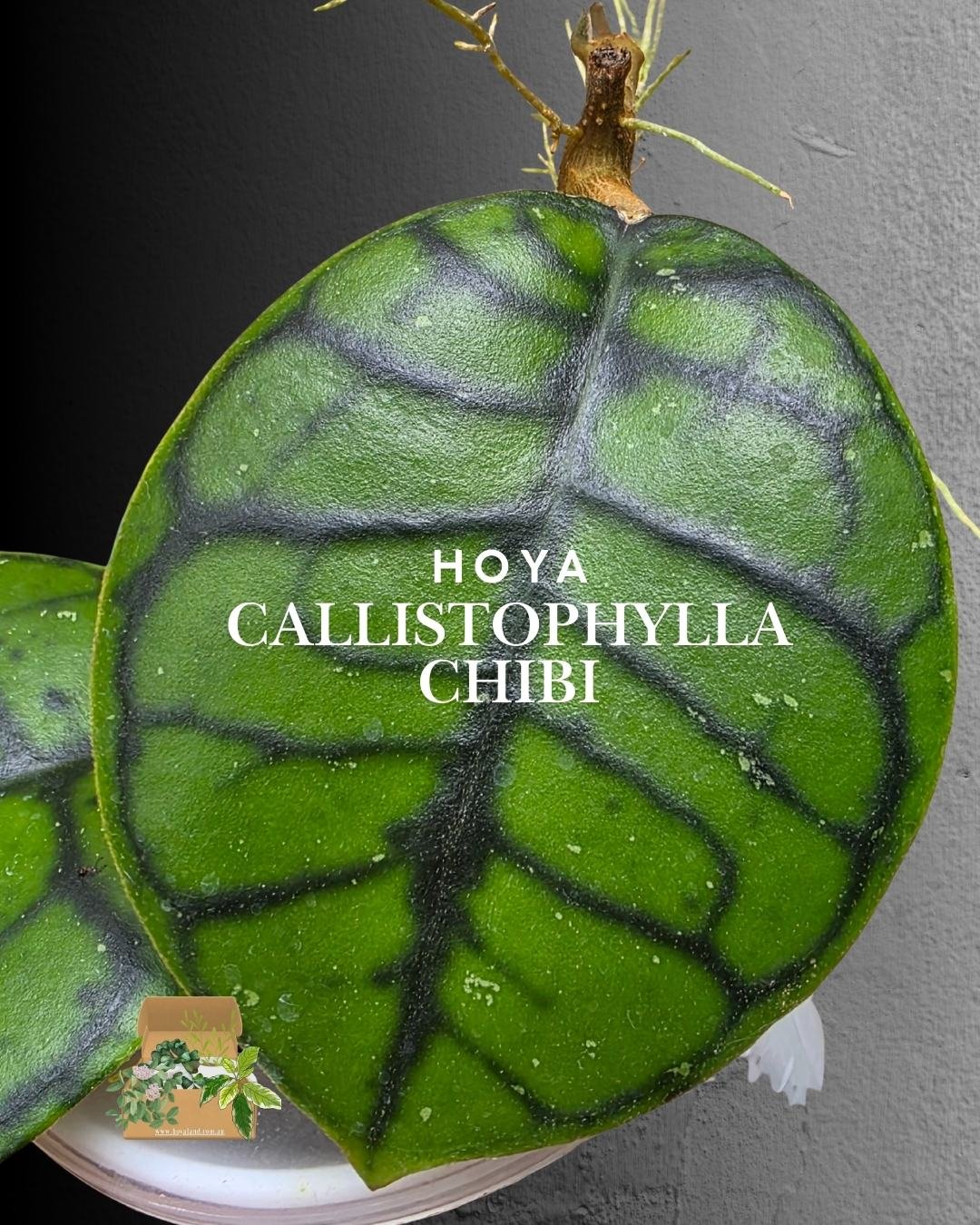 hoya callistophylla chibi (13).jpg