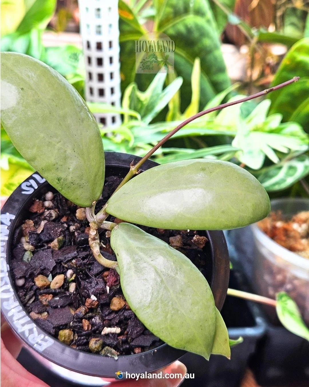 Hoya erythrostemma silver (3).jpg
