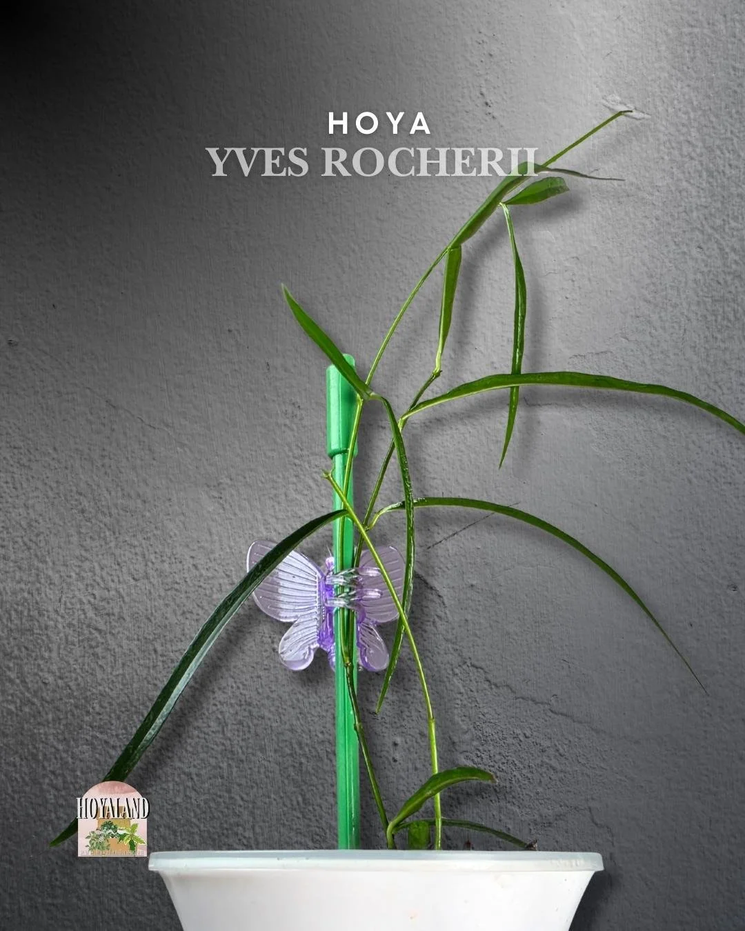 Hoya Yves Rocherii (5).jpg