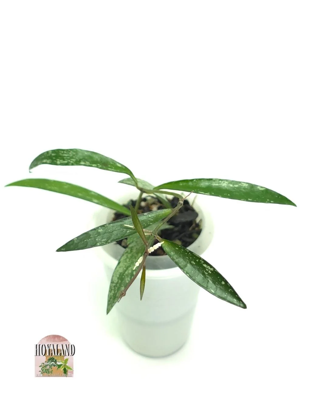 Hoya Tanggamus bamboo (3).jpg