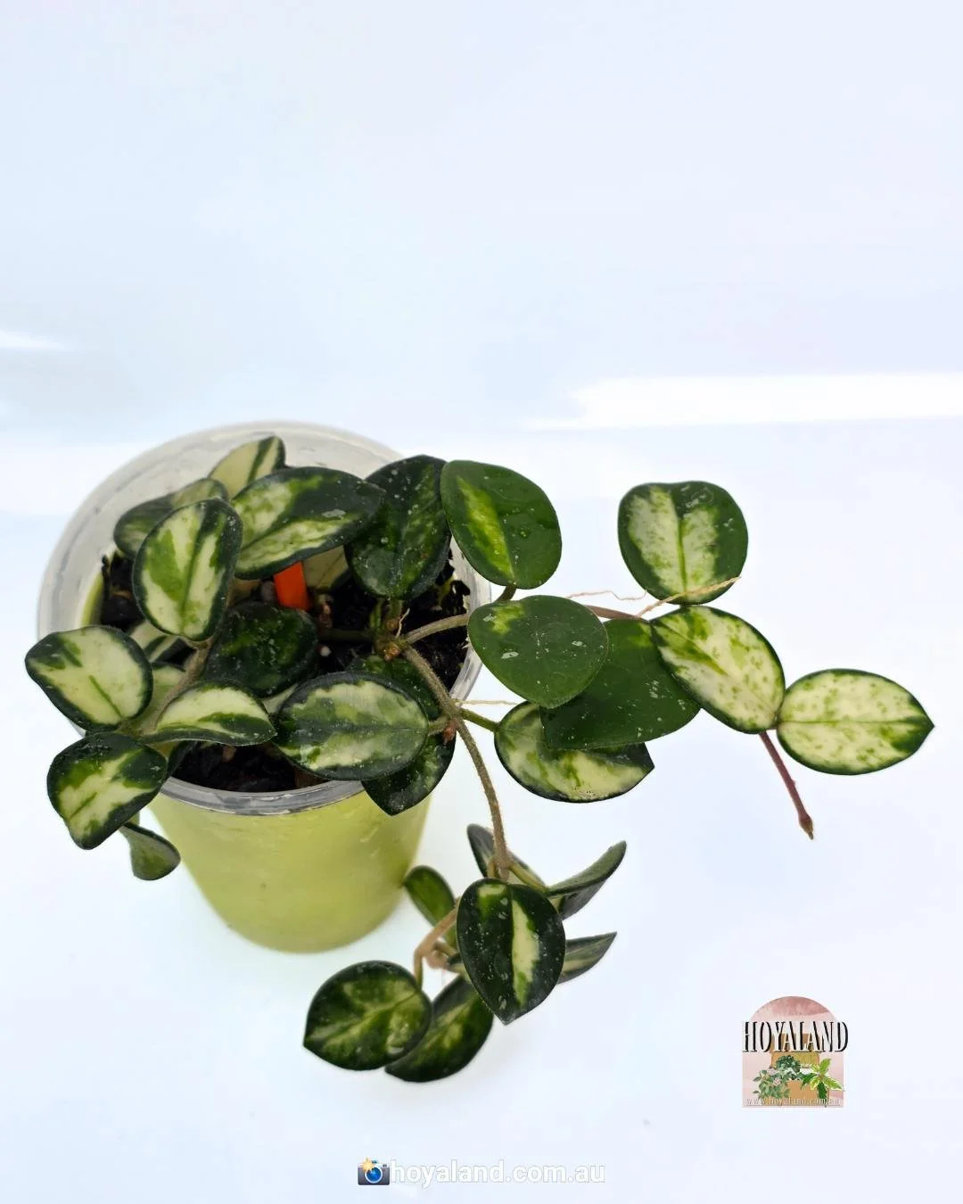 Hoya mathilde variegata base (2).jpg