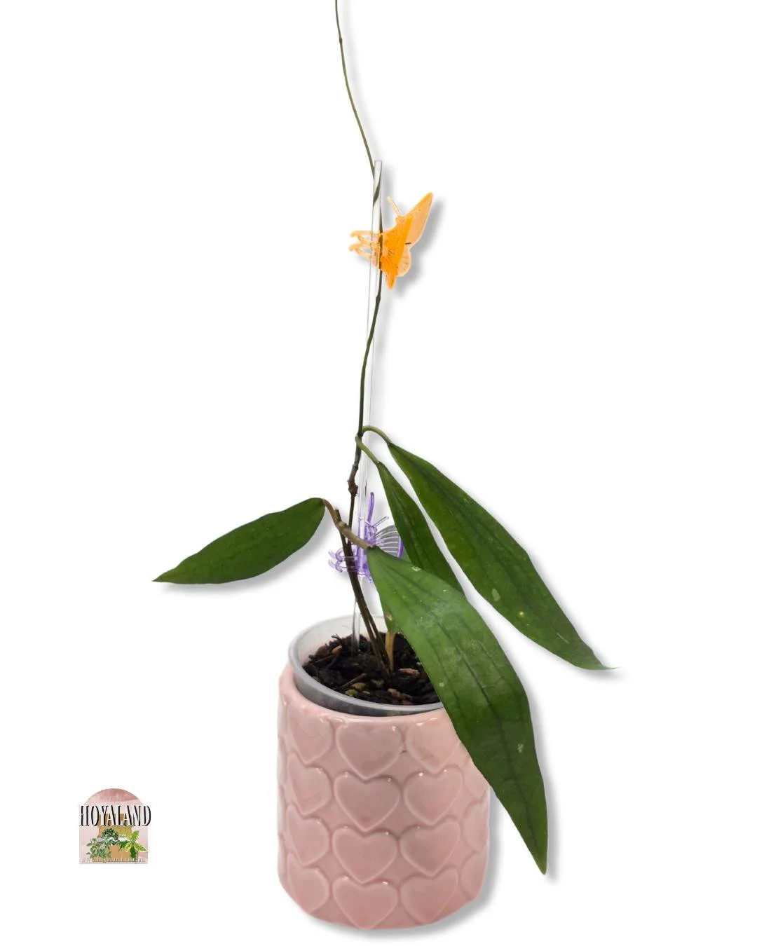 Hoya rindu rafflesia (3).jpg