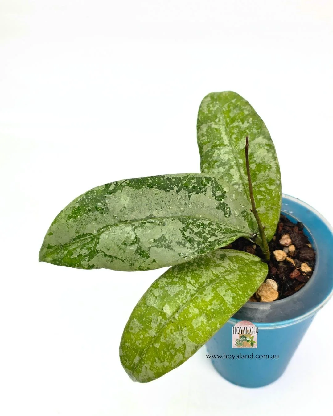 Hoya aff lambii silver (3).jpg